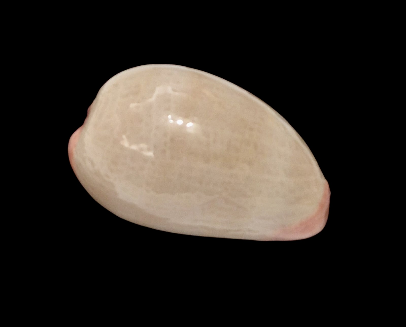 BC131 Austrocypraea reevei - Image 2