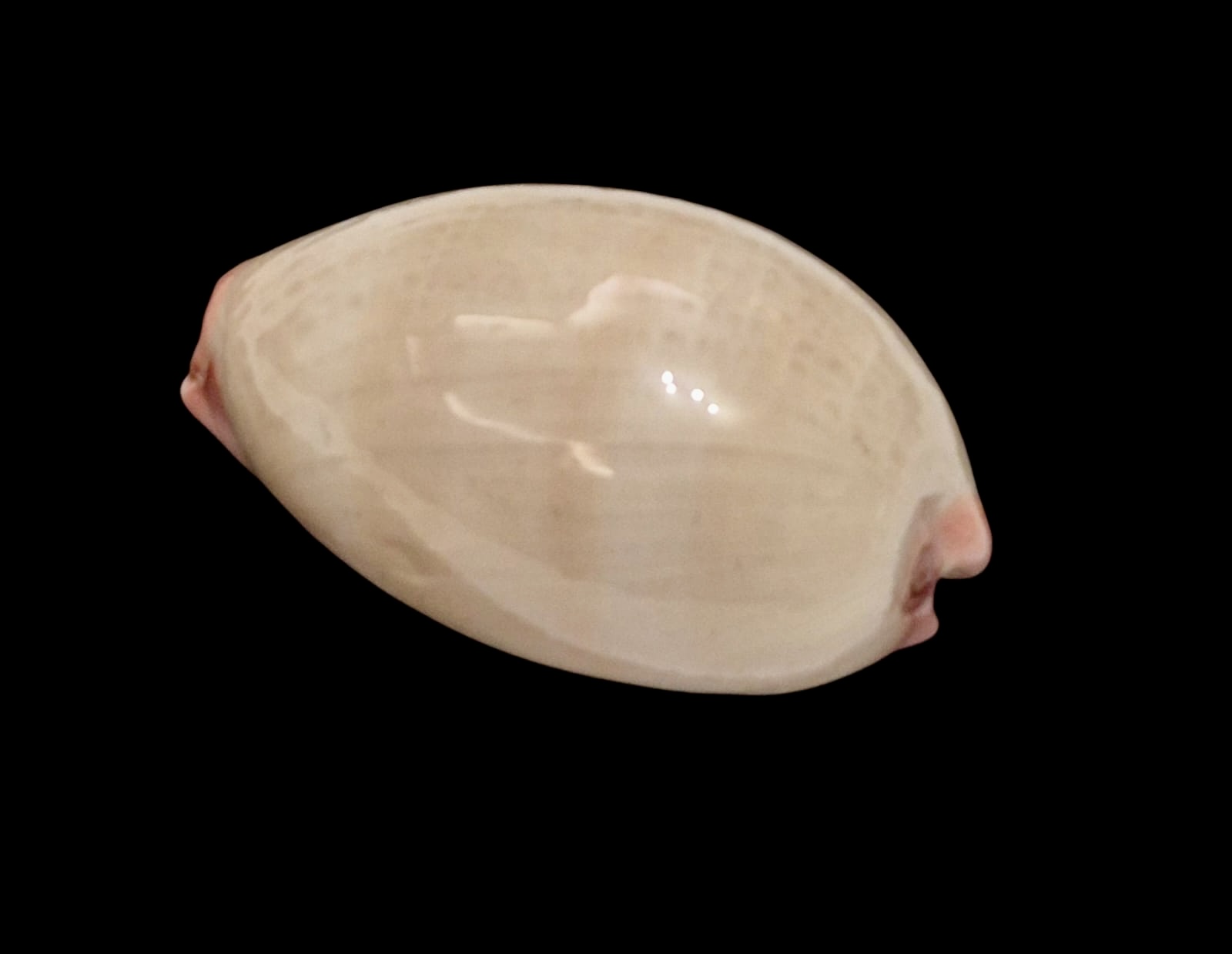 BC131 Austrocypraea reevei - Image 3