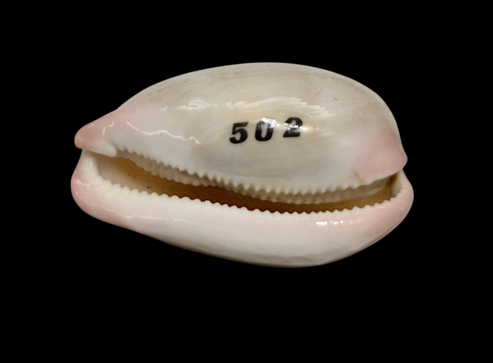 BC131 Austrocypraea reevei - Image 4