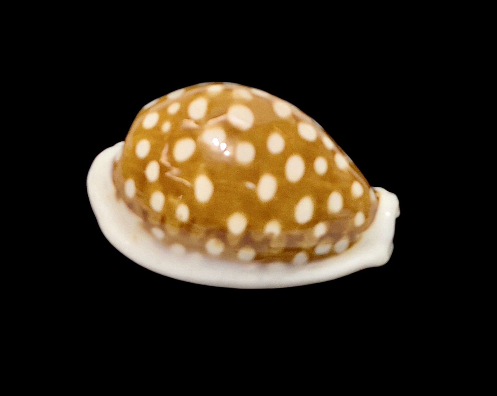 BC132 Cribrarula exmouthenis rottnestensis BIG - Image 2