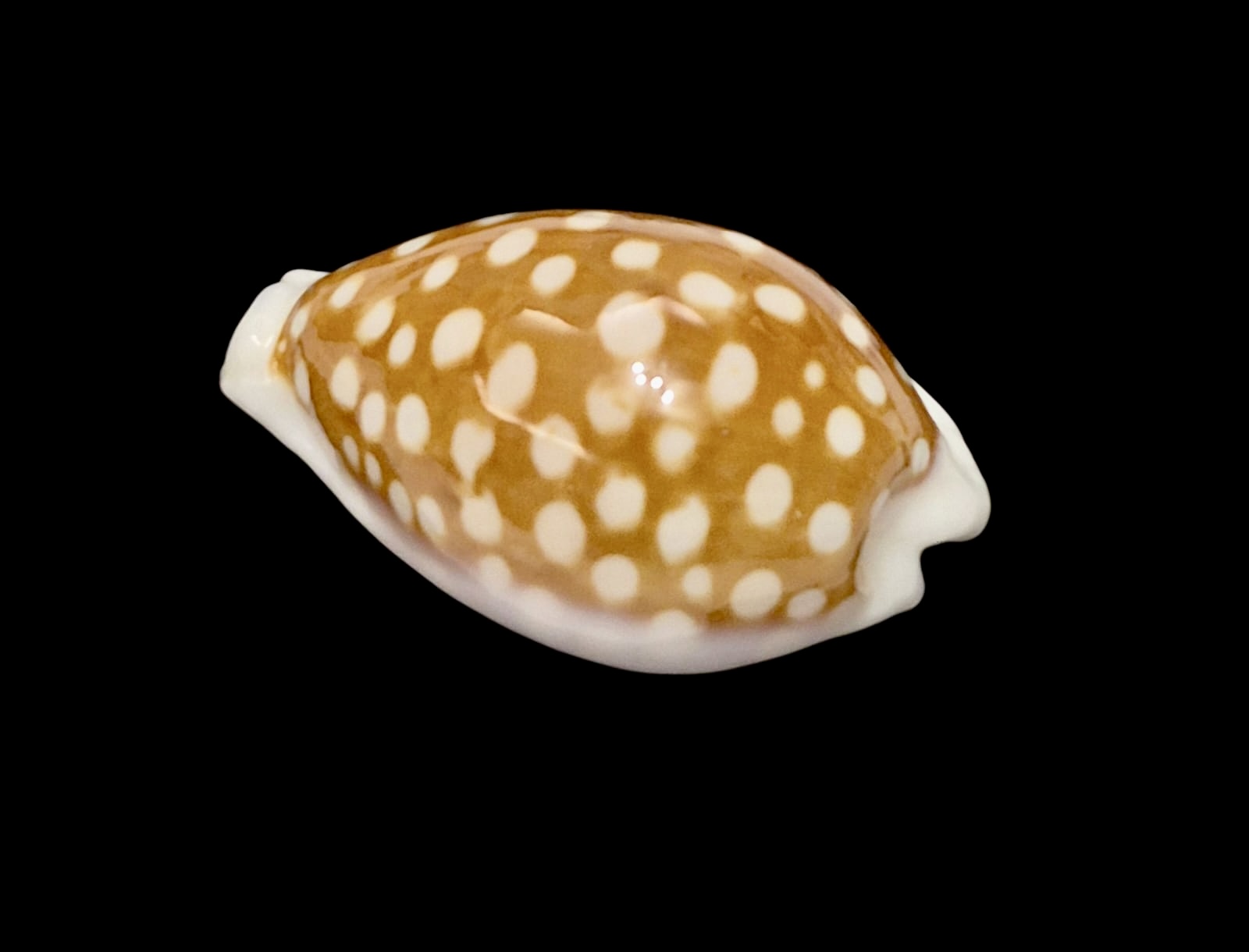 BC132 Cribrarula exmouthenis rottnestensis BIG - Image 3