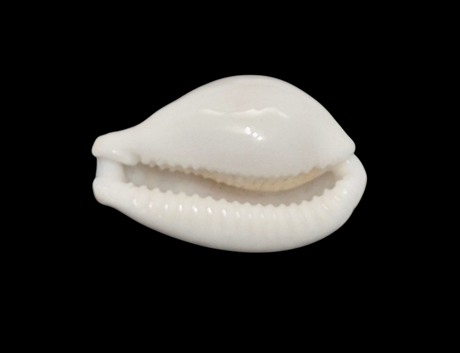 BC132 Cribrarula exmouthenis rottnestensis BIG - Image 4