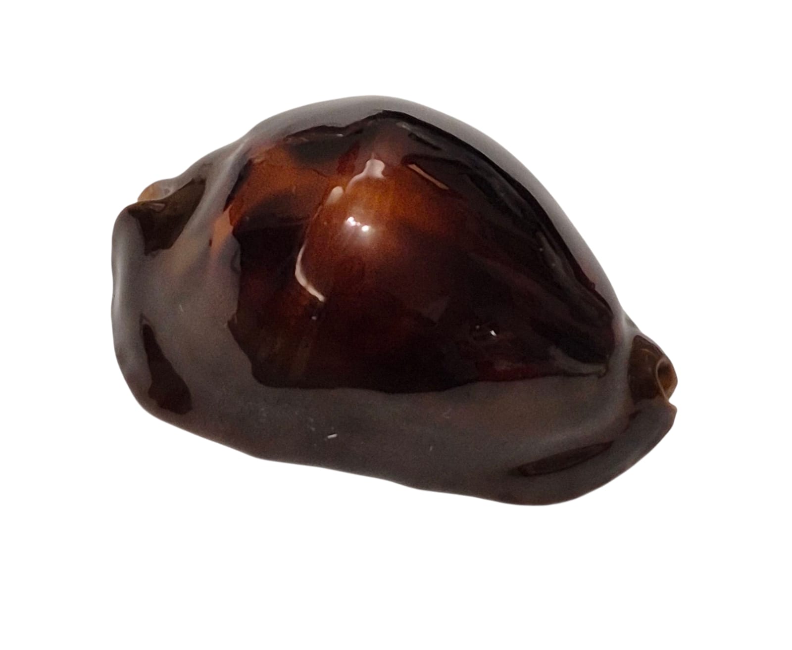 BC133 Zoila rosselli satiata ORANGE BASE - Image 2