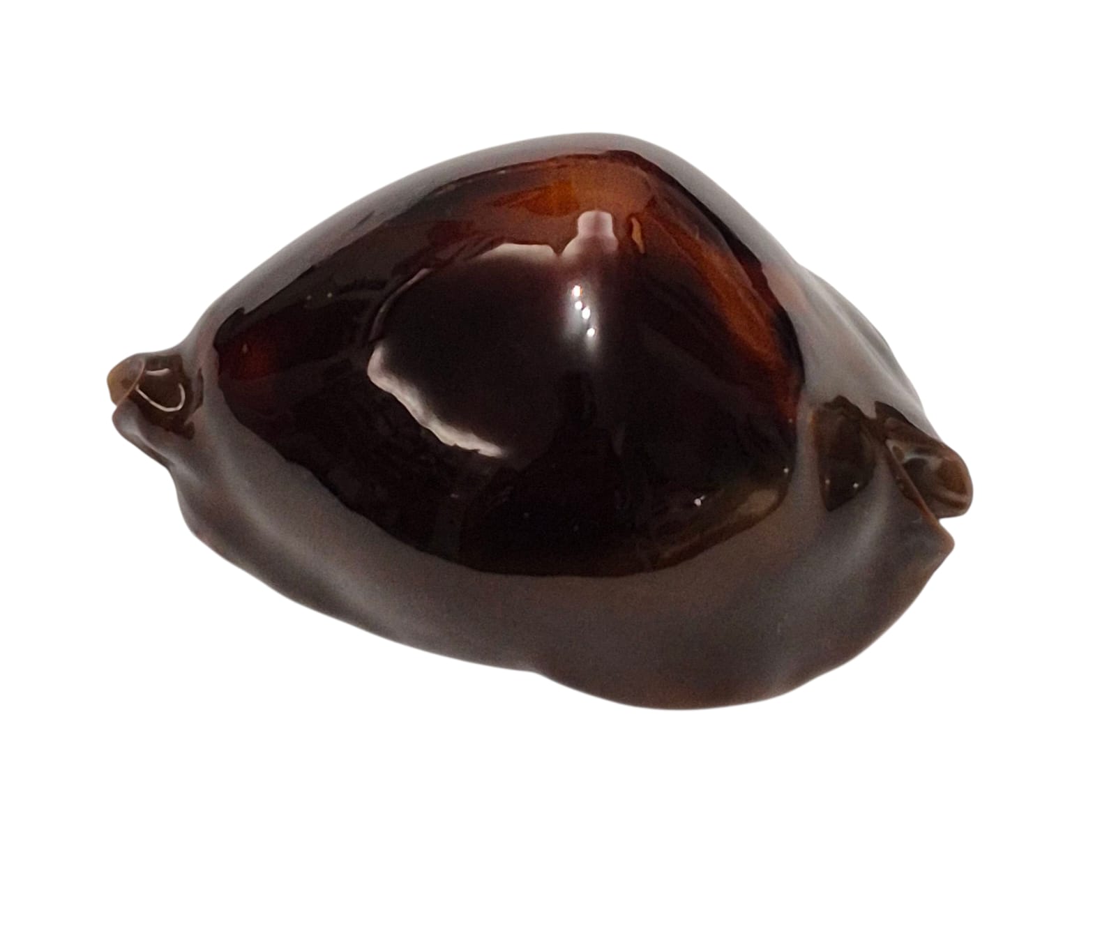 BC133 Zoila rosselli satiata ORANGE BASE - Image 3