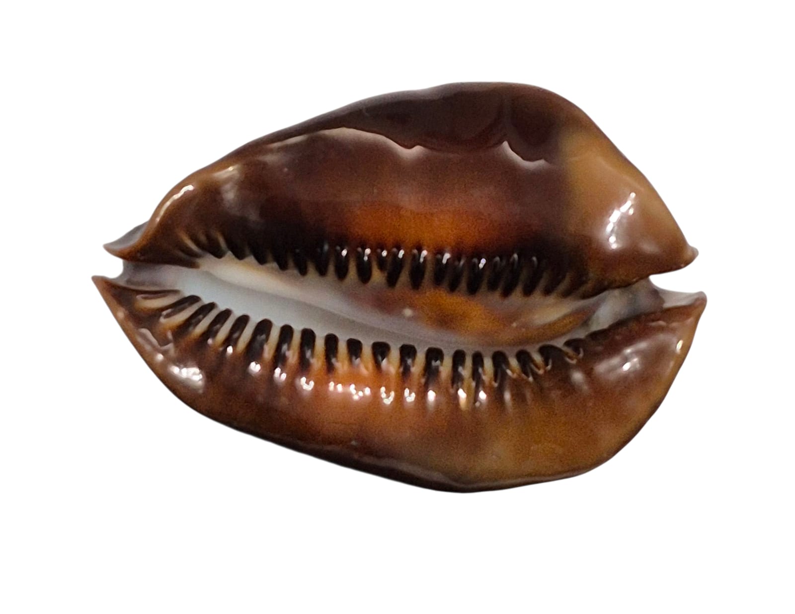 BC133 Zoila rosselli satiata ORANGE BASE - Image 5