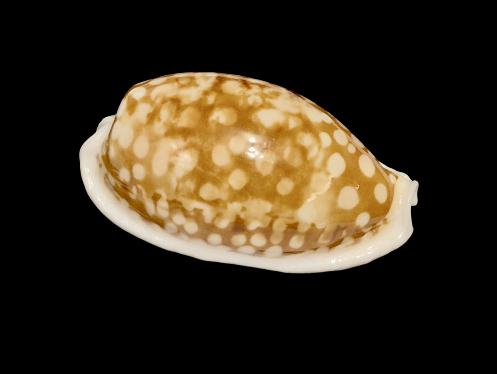 BC136 Cribrarula cribraria BIG - Image 2