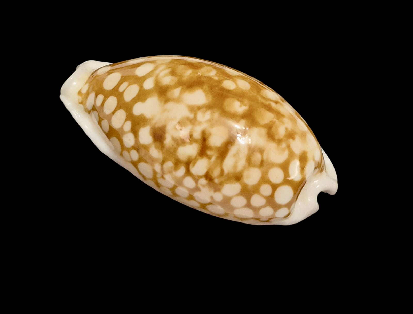 BC136 Cribrarula cribraria BIG - Image 3