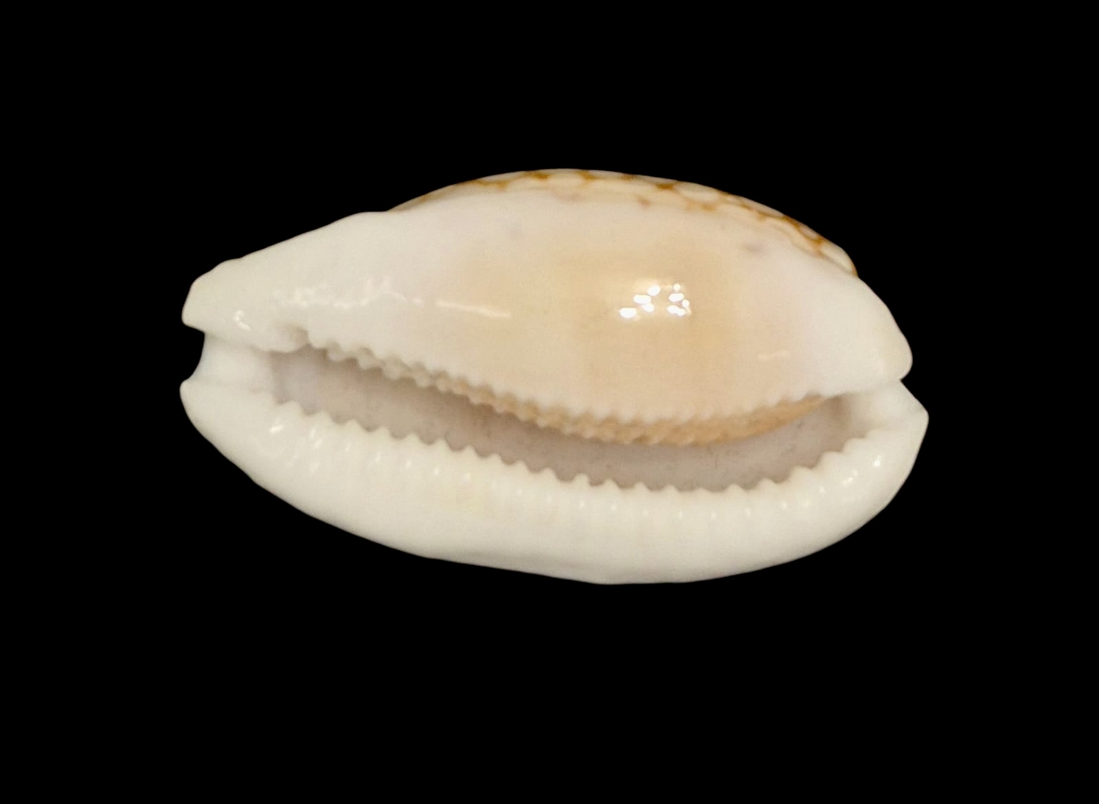 BC136 Cribrarula cribraria BIG - Image 4