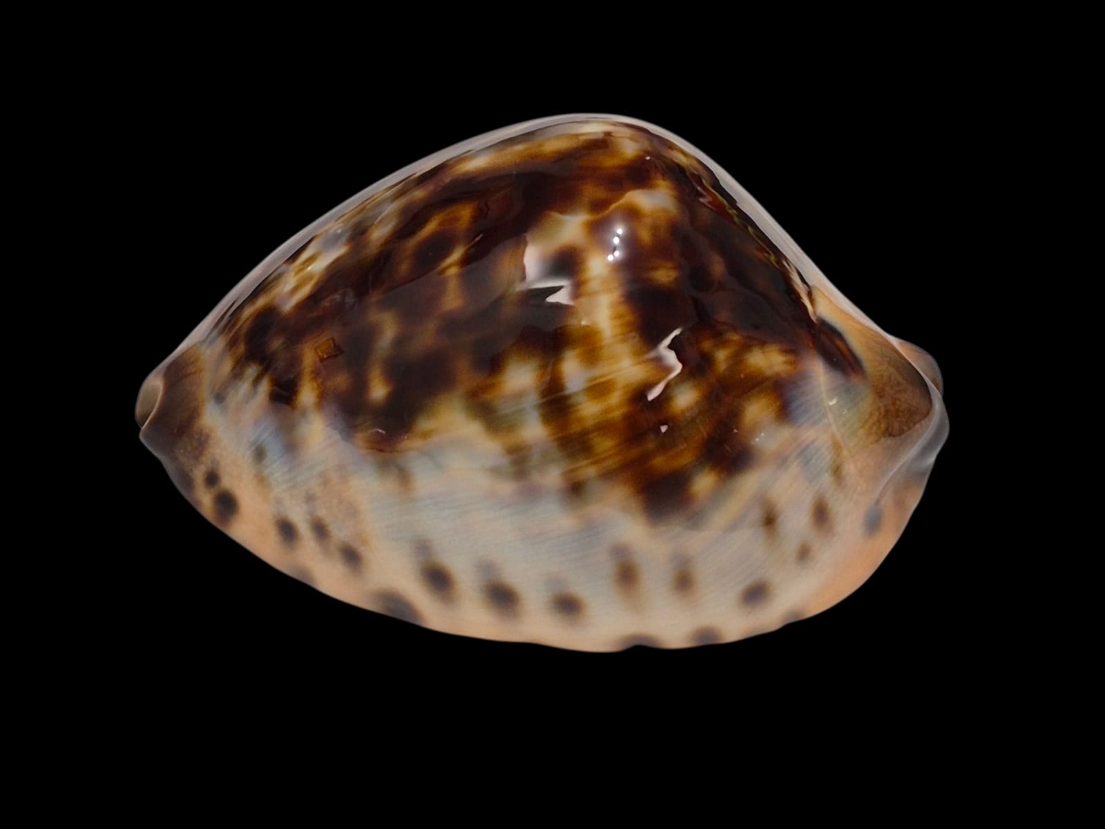 BC138 Zoila jeaniana Gnaraloo form - Image 2