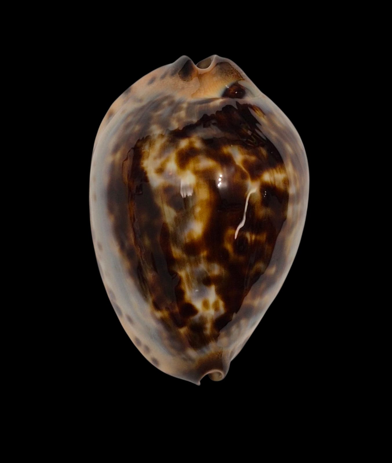 BC138 Zoila jeaniana Gnaraloo form - Image 3