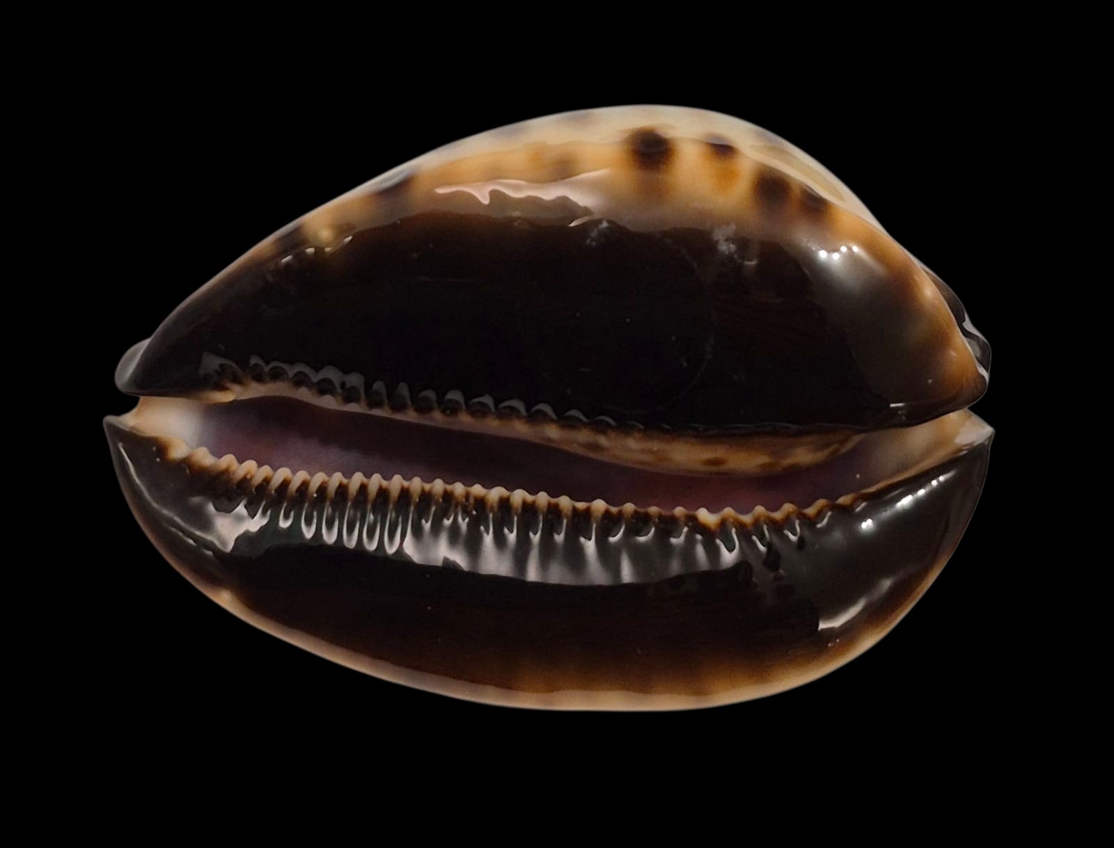 BC138 Zoila jeaniana Gnaraloo form - Image 4