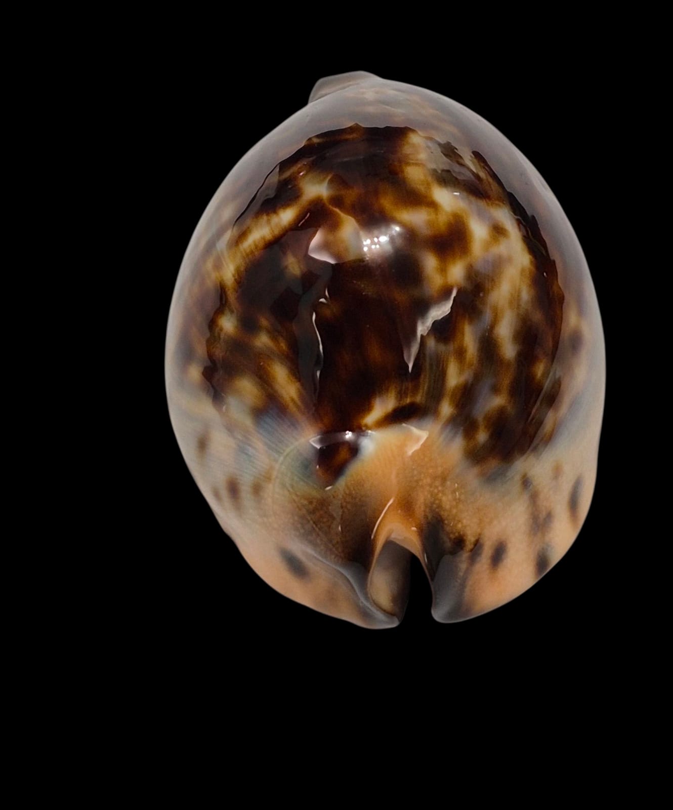 BC138 Zoila jeaniana Gnaraloo form - Image 5