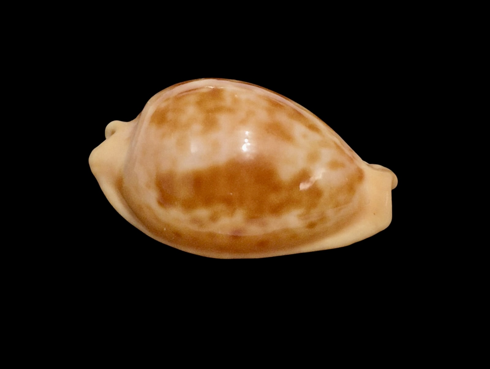 BC139 Propustularia surinamensis - Image 2