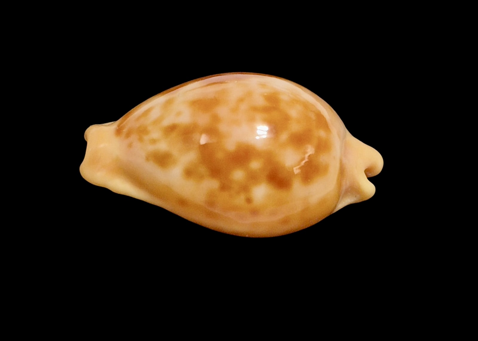 BC139 Propustularia surinamensis - Image 3