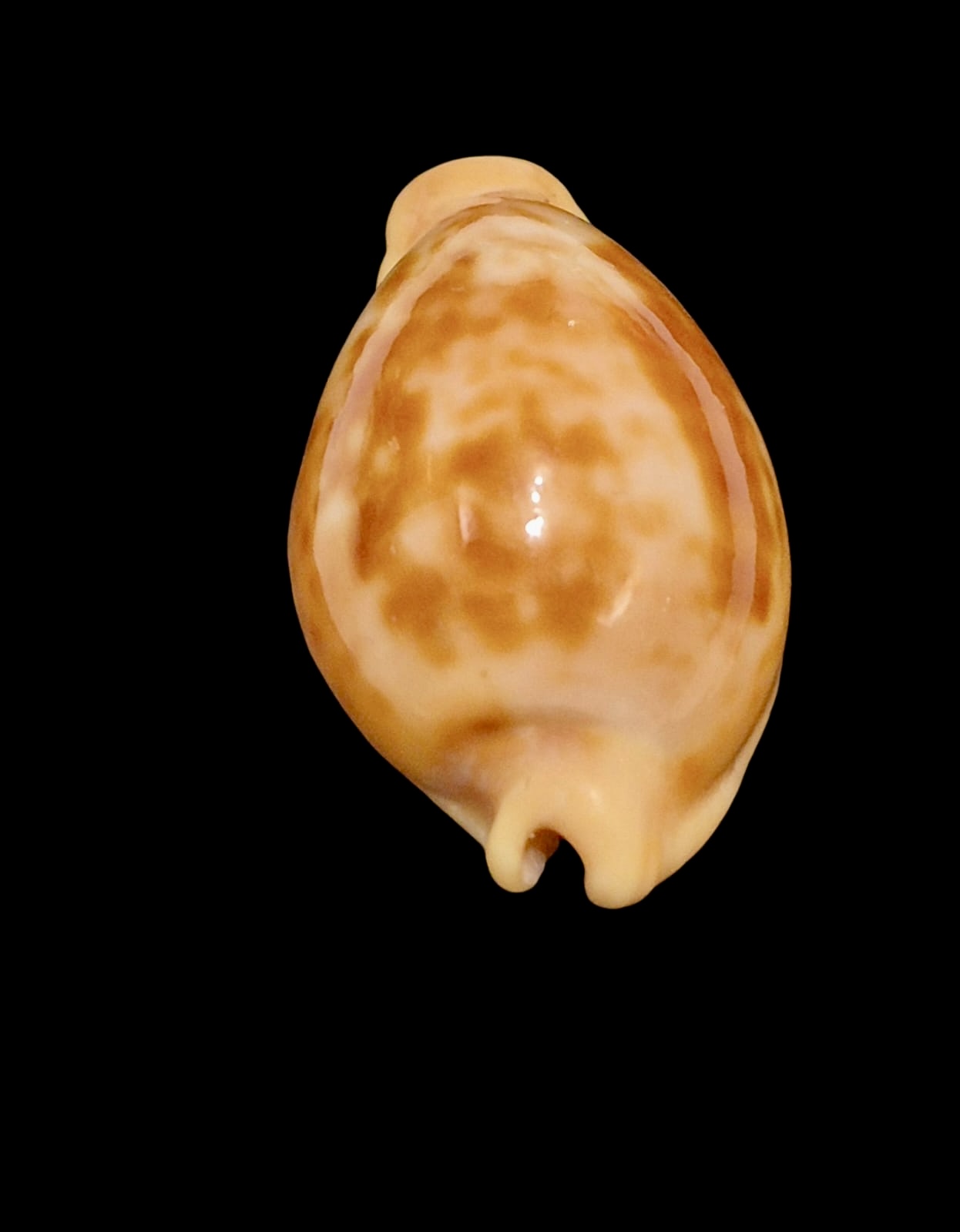 BC139 Propustularia surinamensis - Image 4