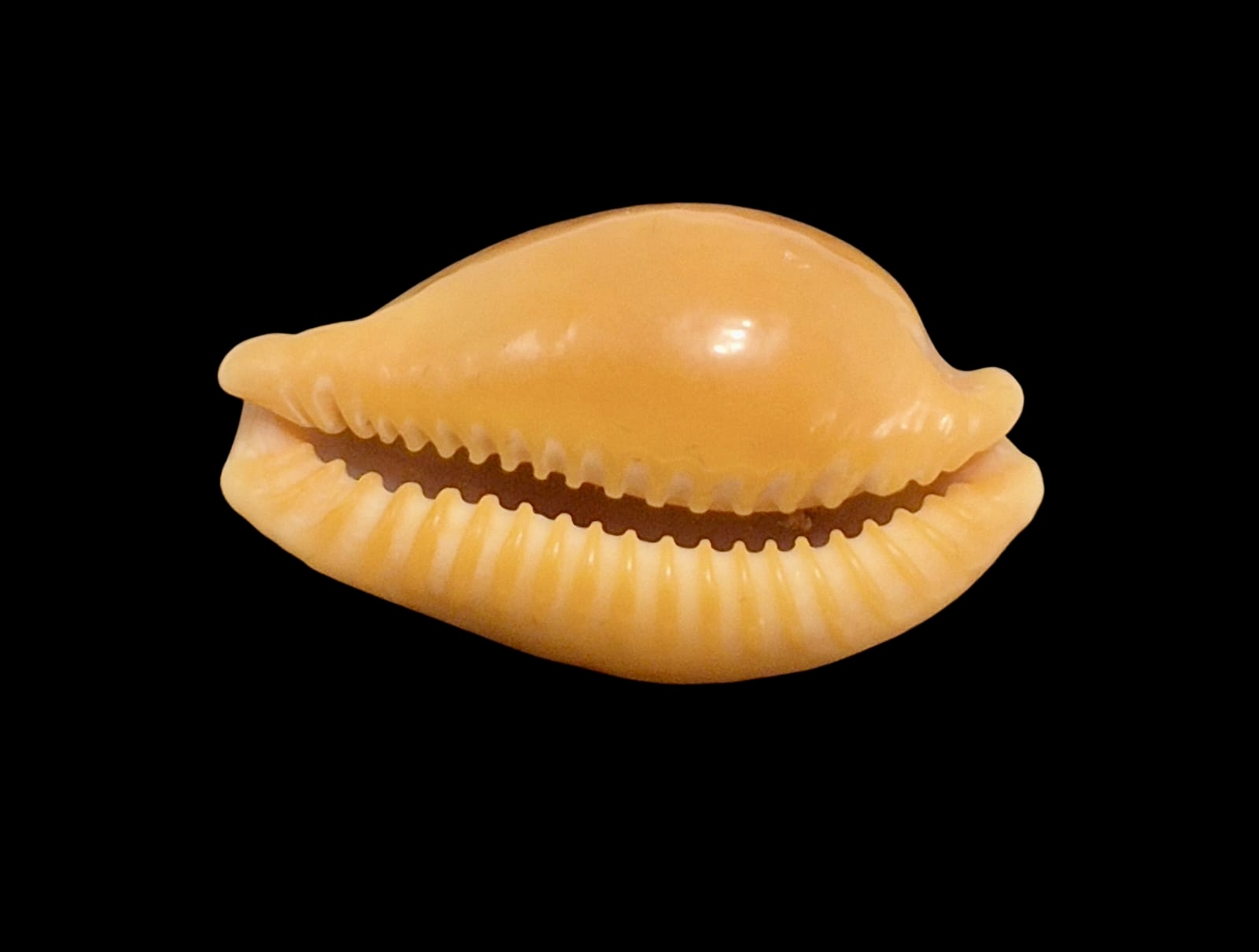 BC139 Propustularia surinamensis - Image 5