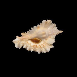 BC217 Timbellus phyllopterus w/o