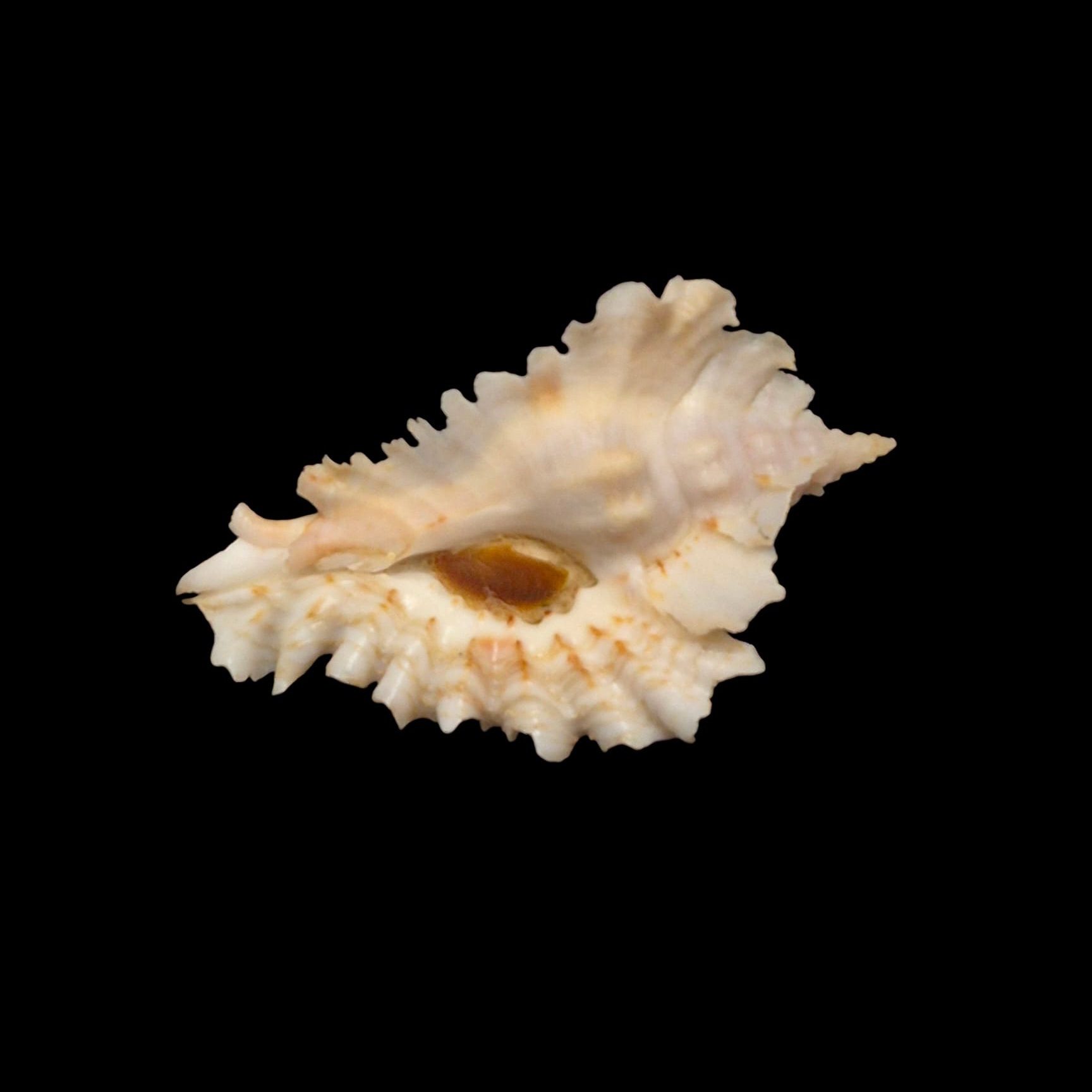 BC217 Timbellus phyllopterus w/o