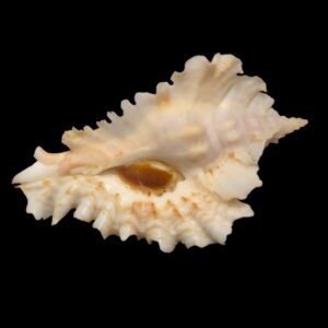 BC217 Timbellus phyllopterus