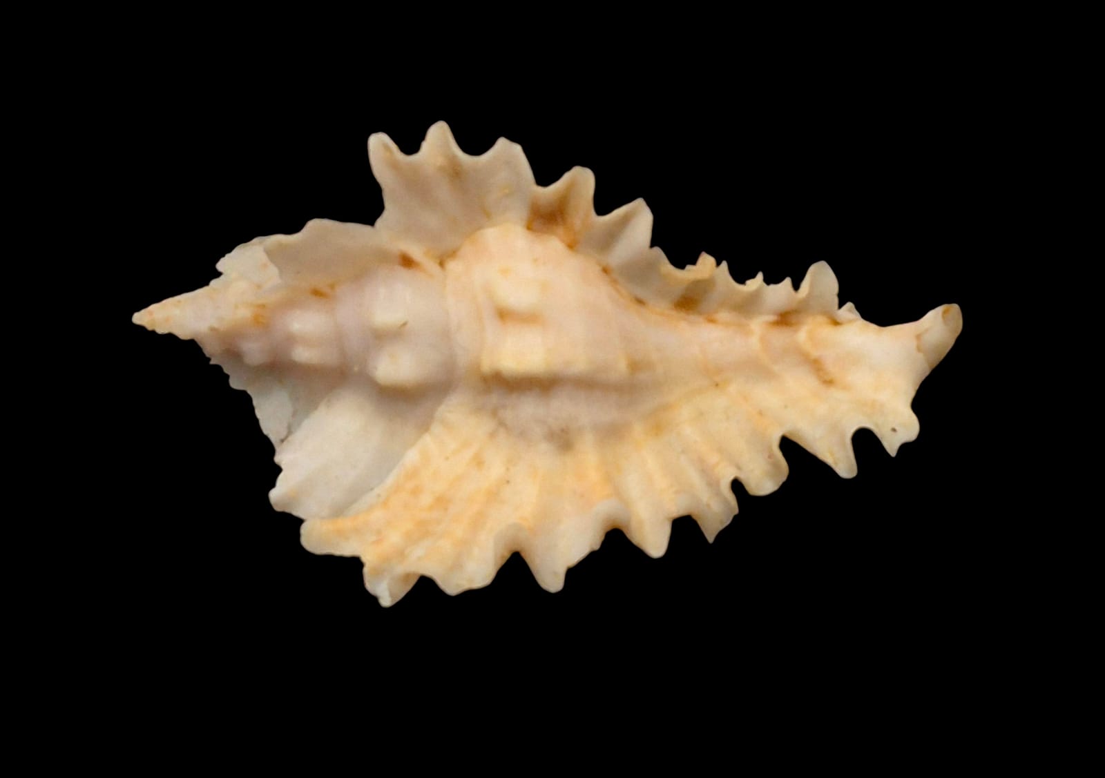 BC217 Timbellus phyllopterus - Image 4