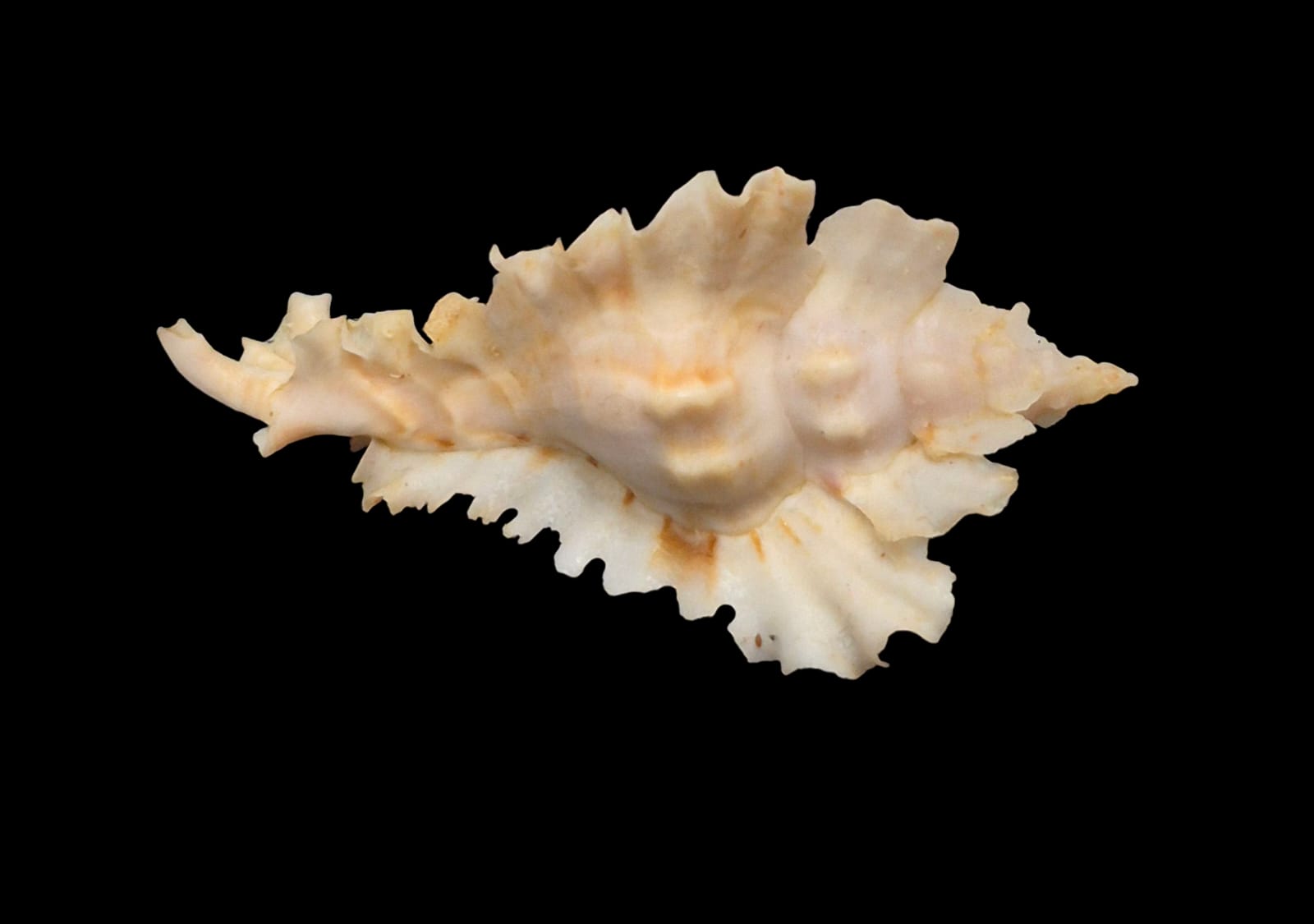 BC217 Timbellus phyllopterus - Image 6