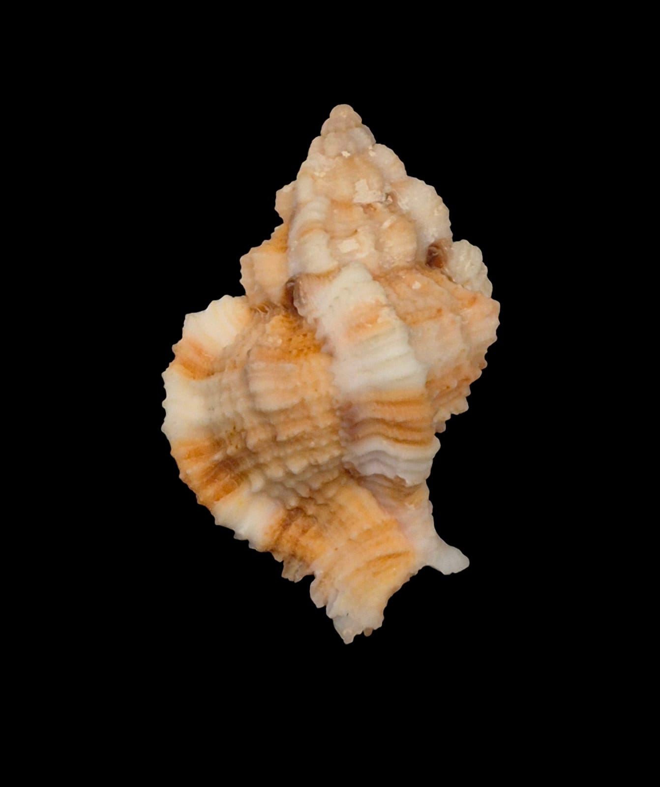 BC218 Phyllonotus whymani - Image 2
