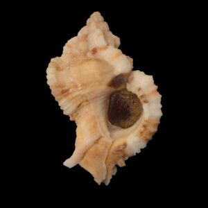 BC218 Phyllonotus whymani