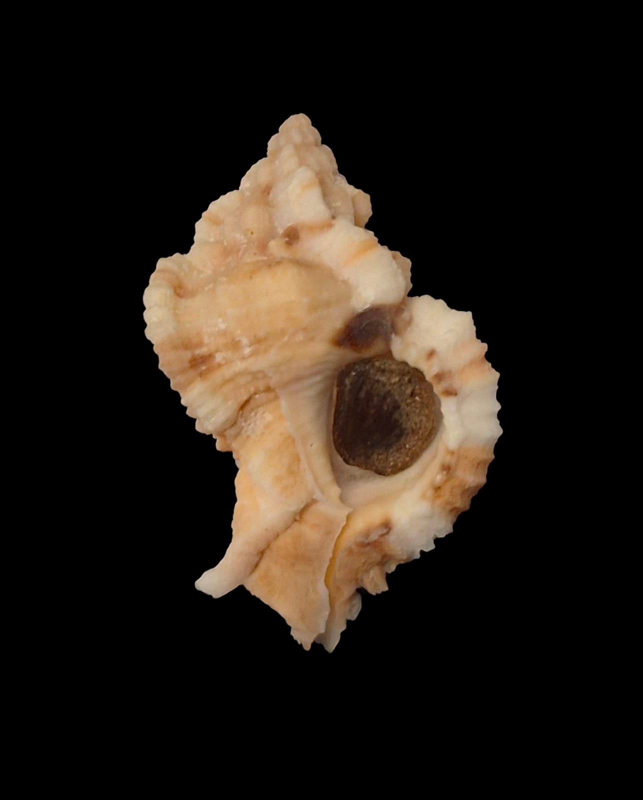 BC218 Phyllonotus whymani