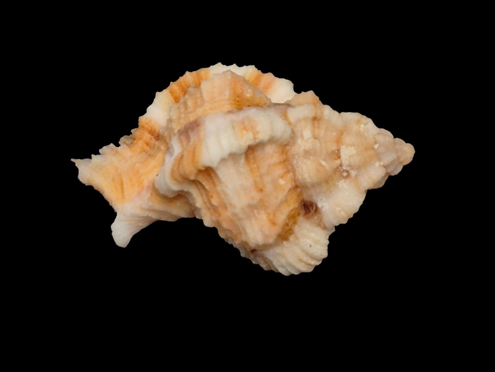 BC218 Phyllonotus whymani - Image 3