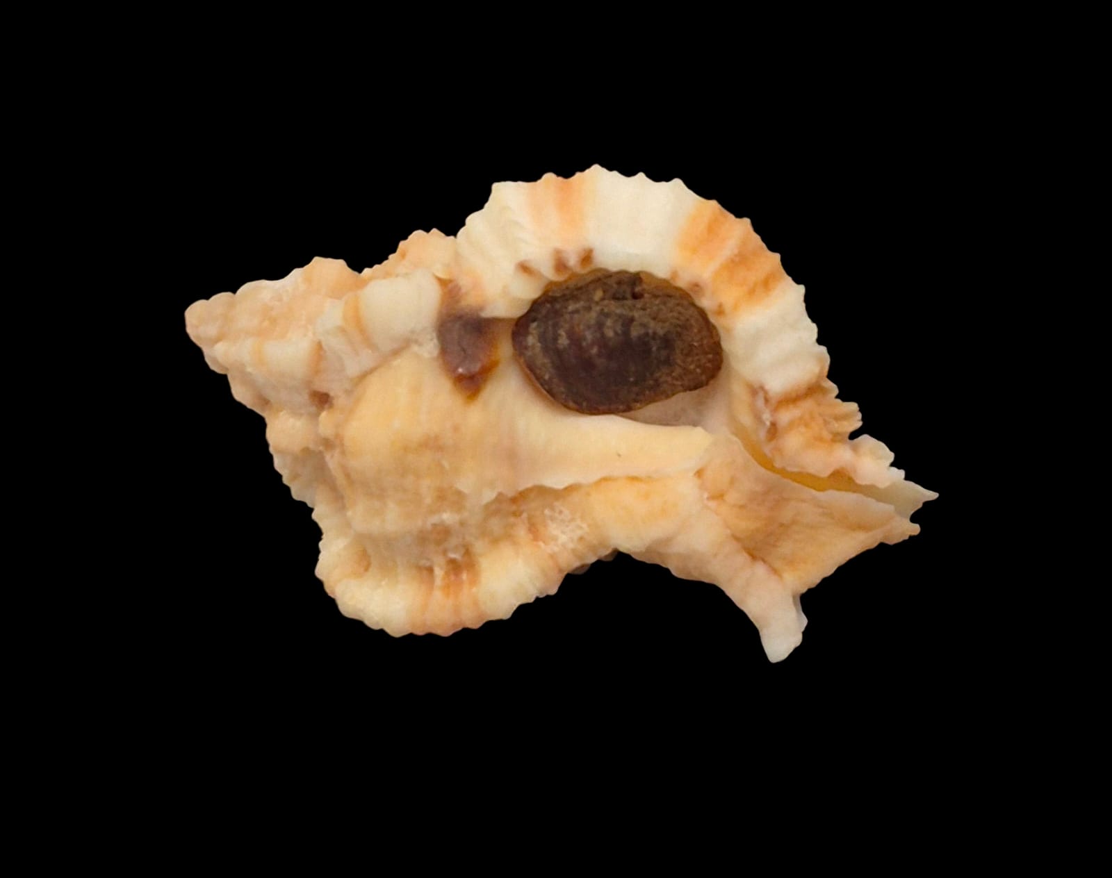 BC218 Phyllonotus whymani - Image 4