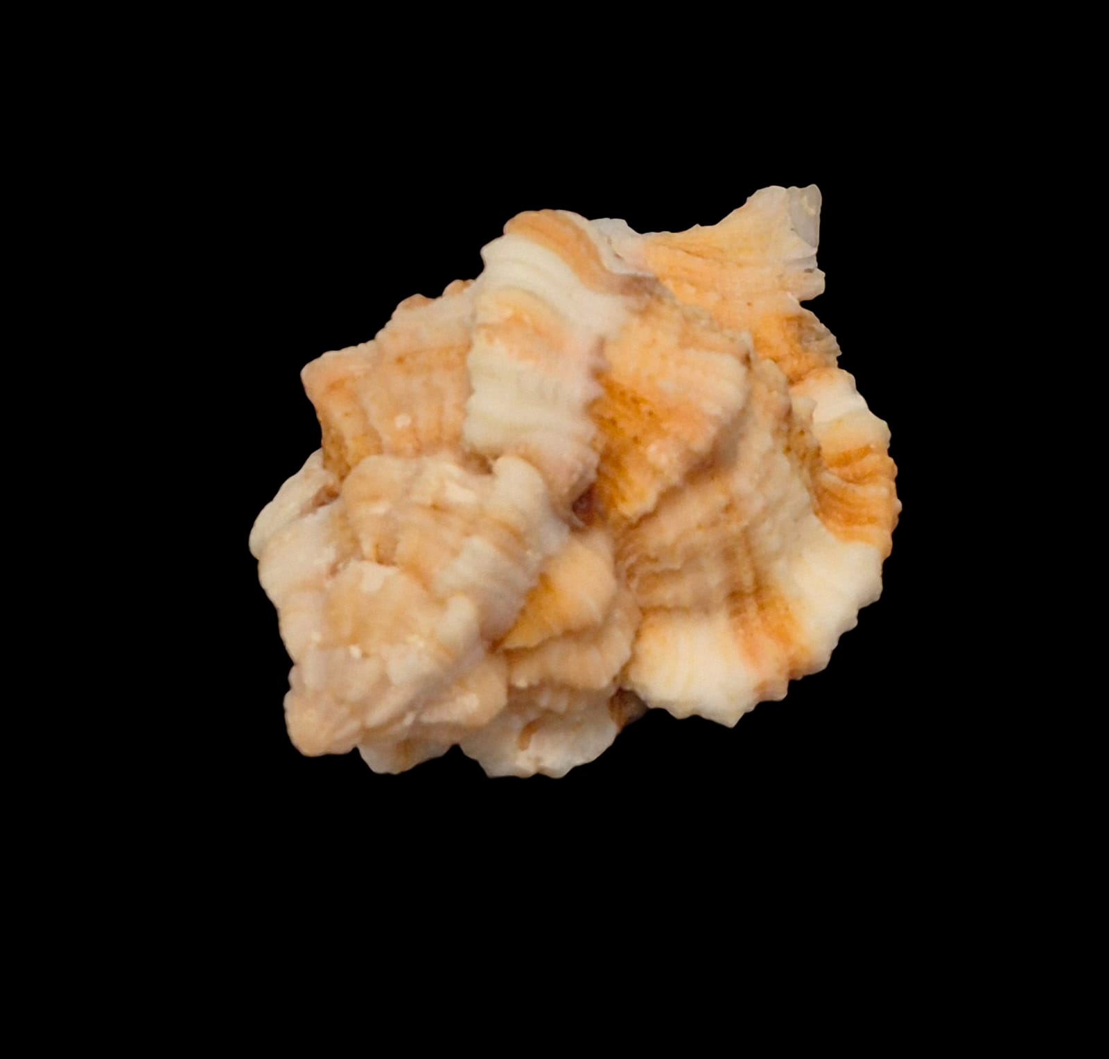 BC218 Phyllonotus whymani - Image 5