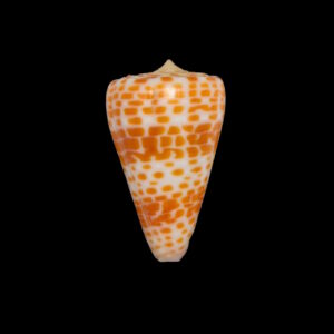 BC219 Conus tessulatus - LARGE