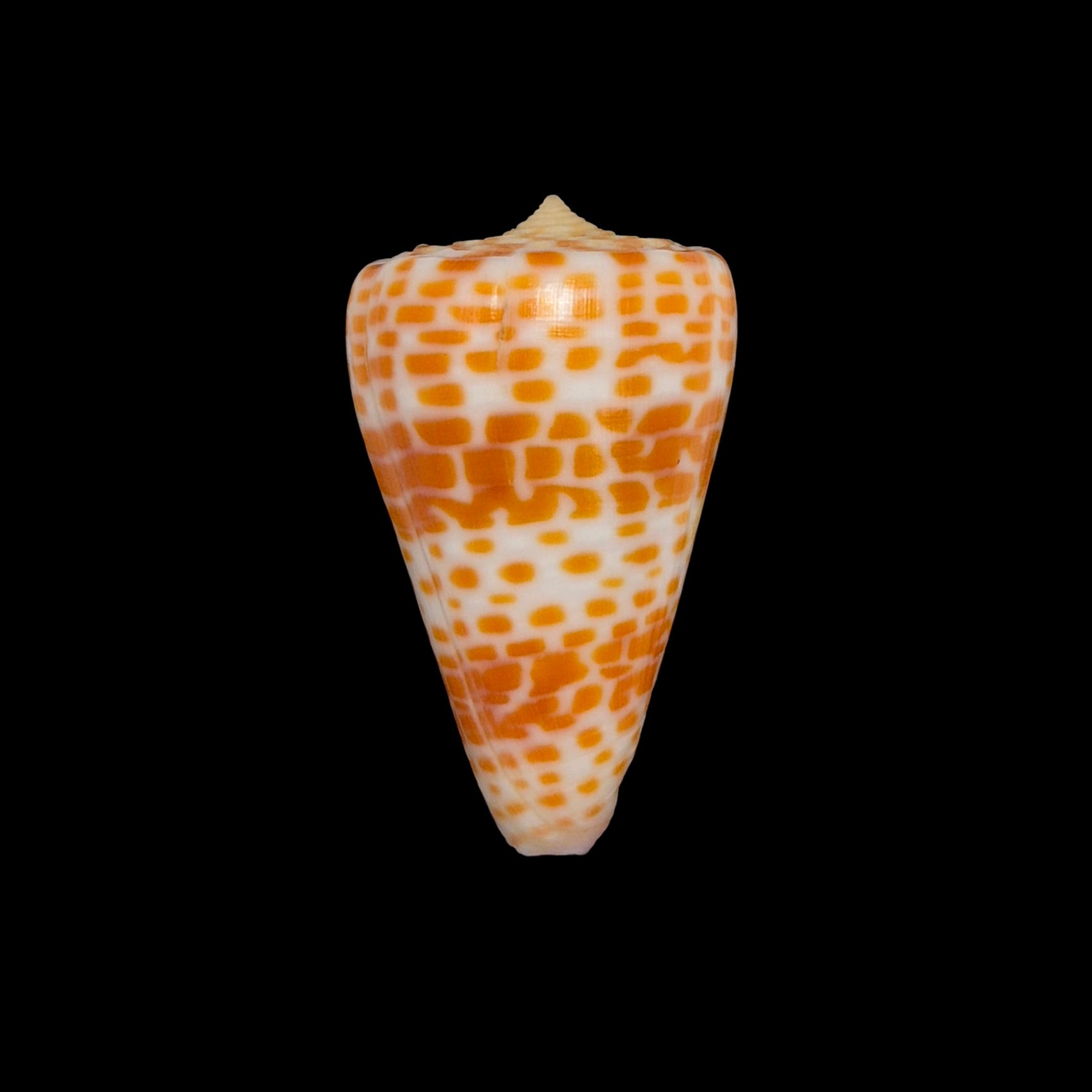 BC219 Conus tessulatus - LARGE