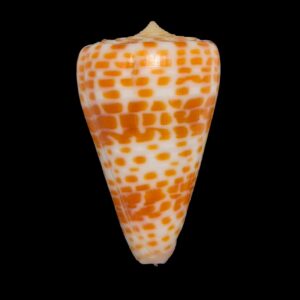 BC219 Conus tessulatus LARGE