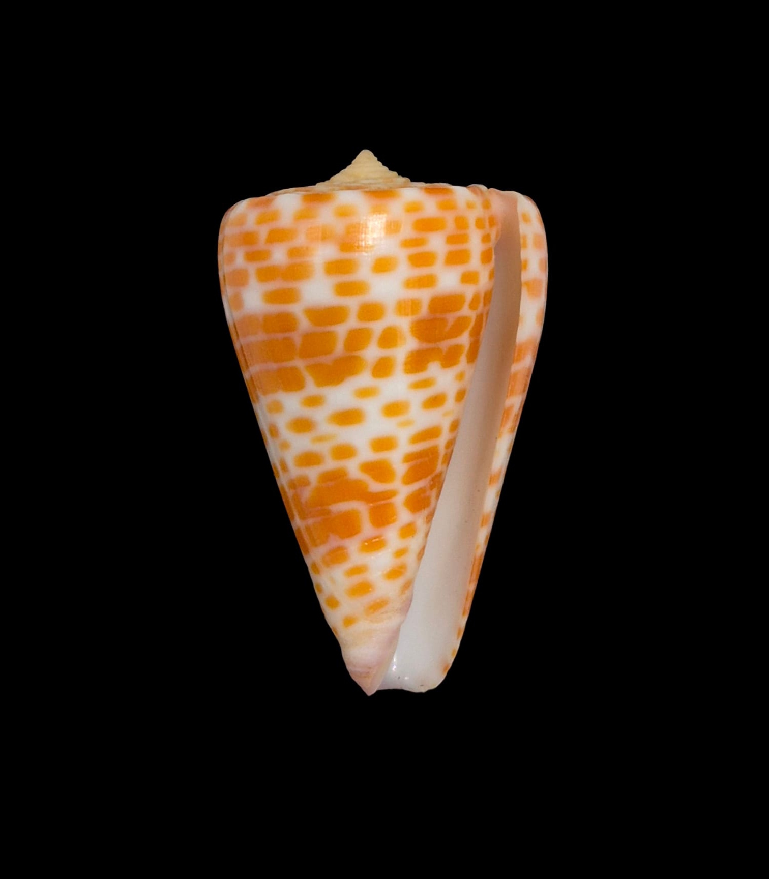 BC219 Conus tessulatus - LARGE - Image 2