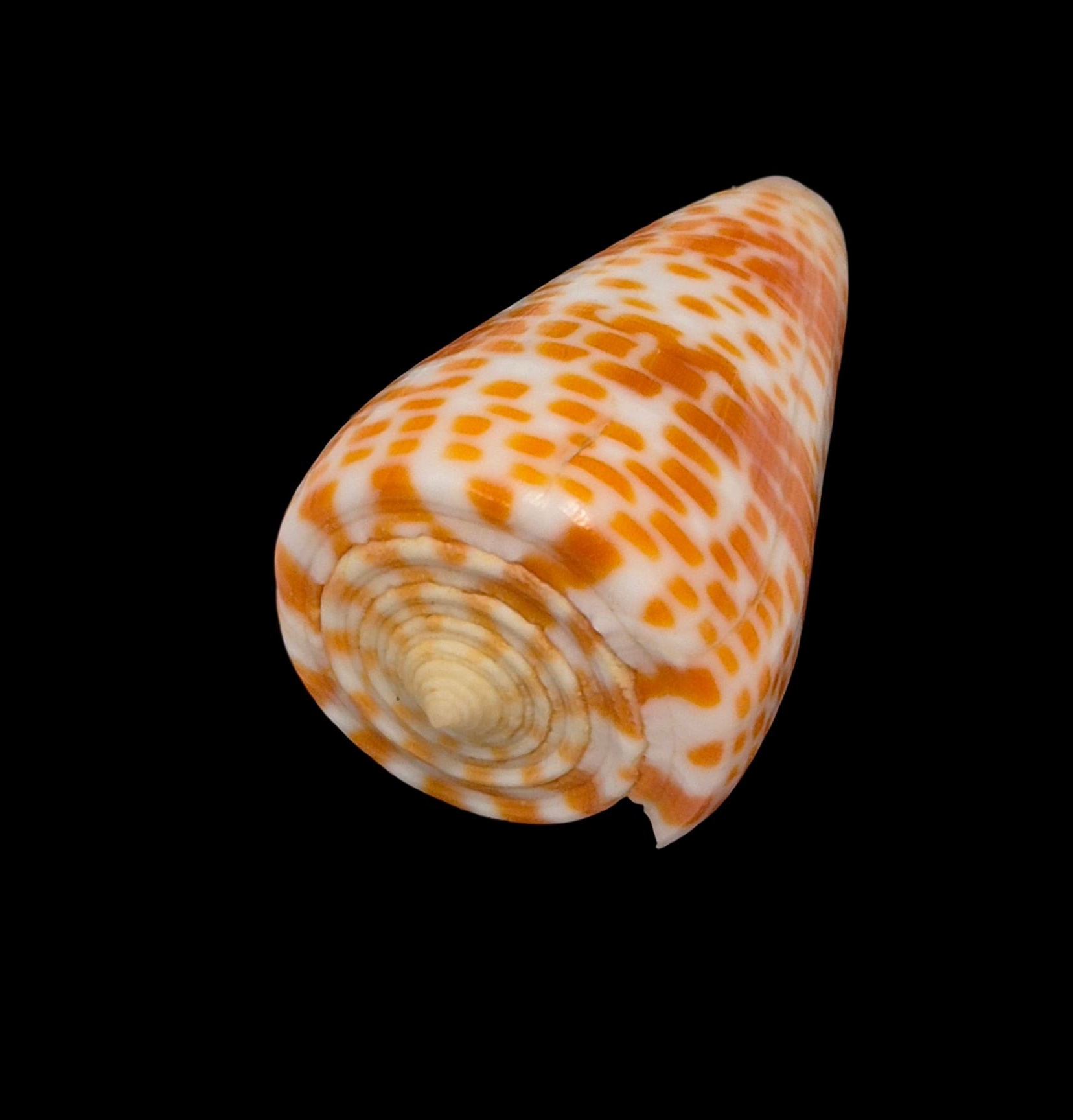 BC219 Conus tessulatus - LARGE - Image 3