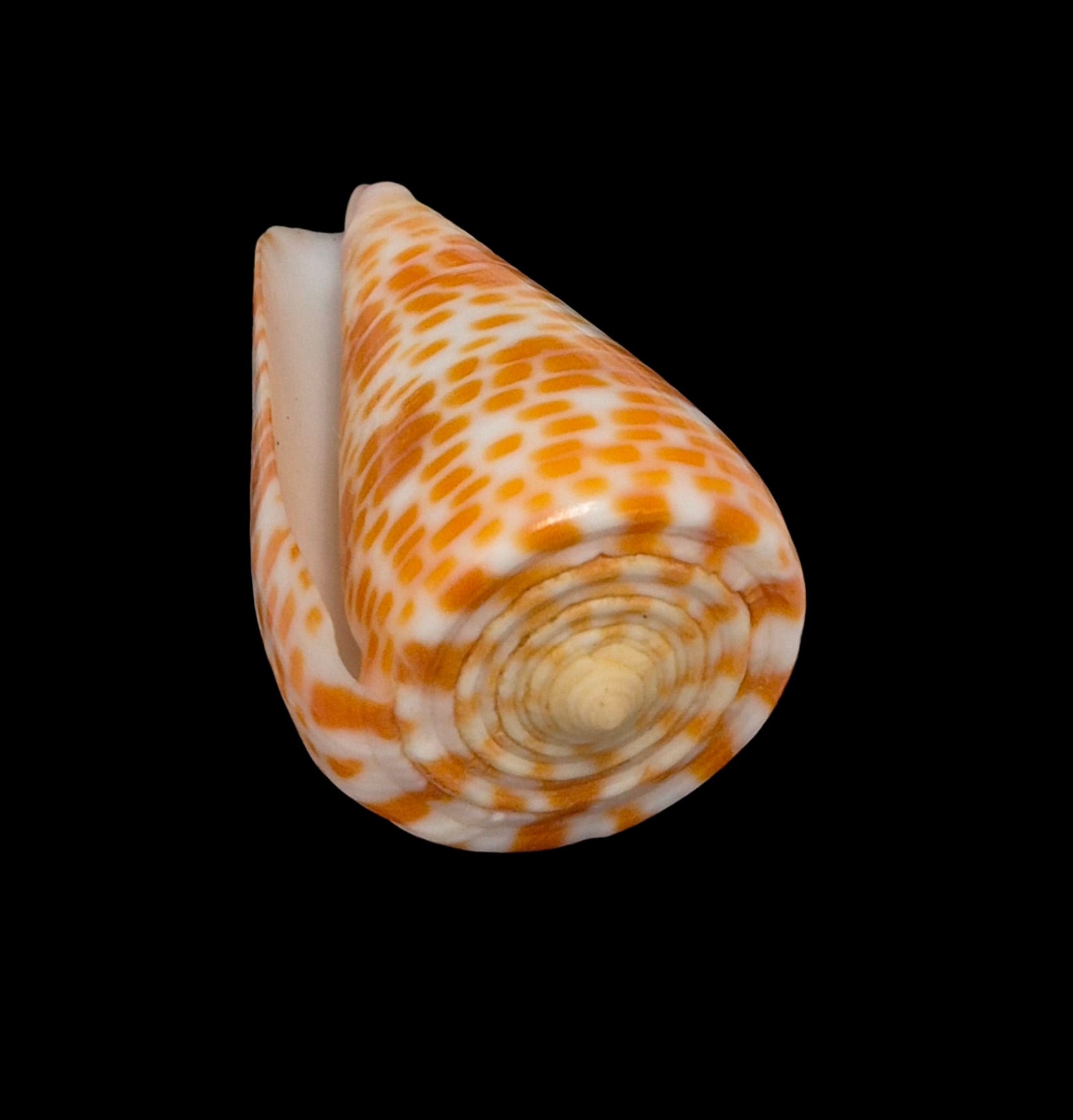 BC219 Conus tessulatus - LARGE - Image 4