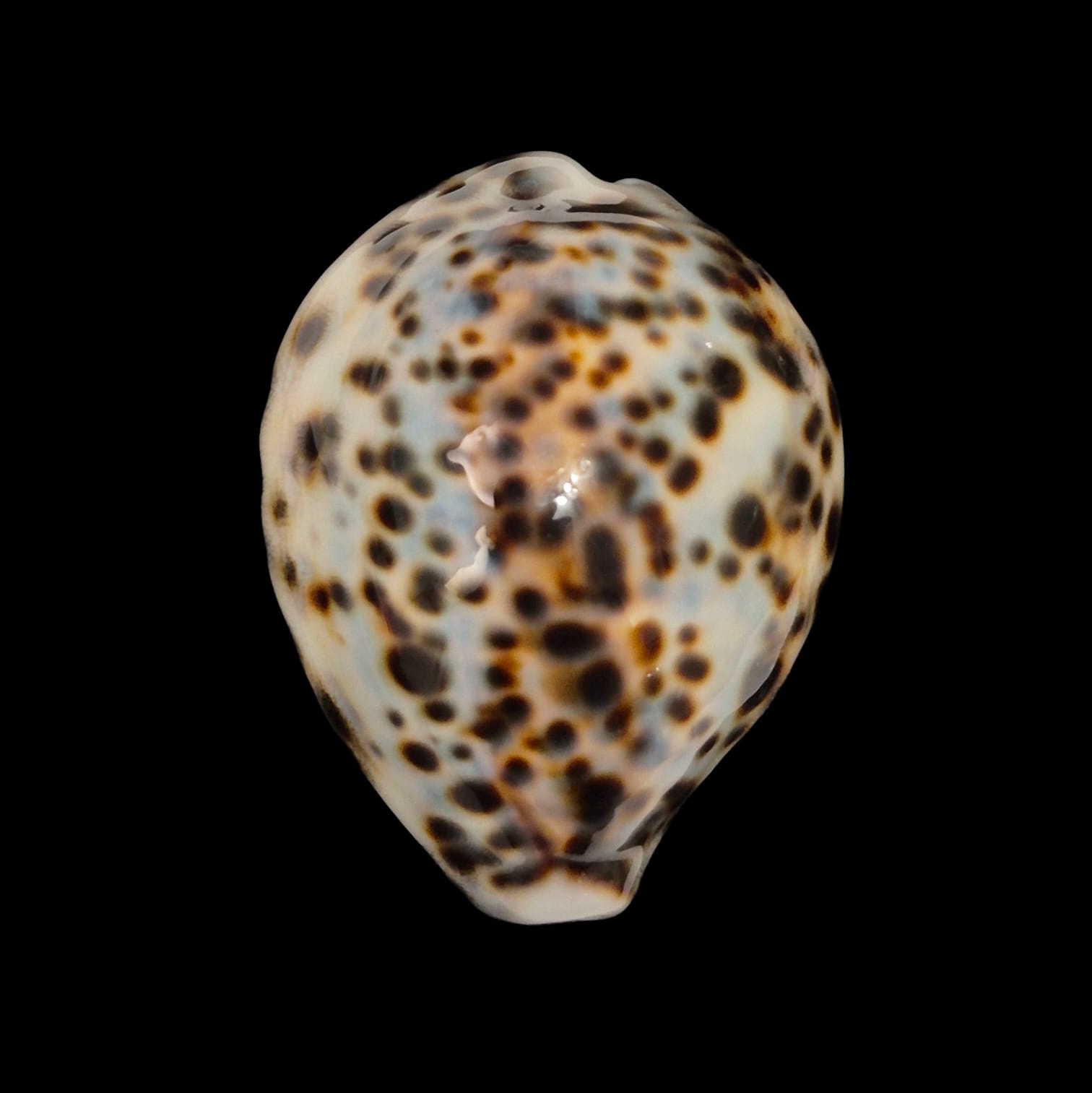 BC220 Cypraea tigris