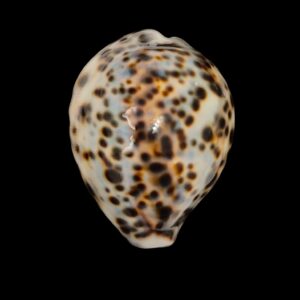 BC220 Cypraea tigris