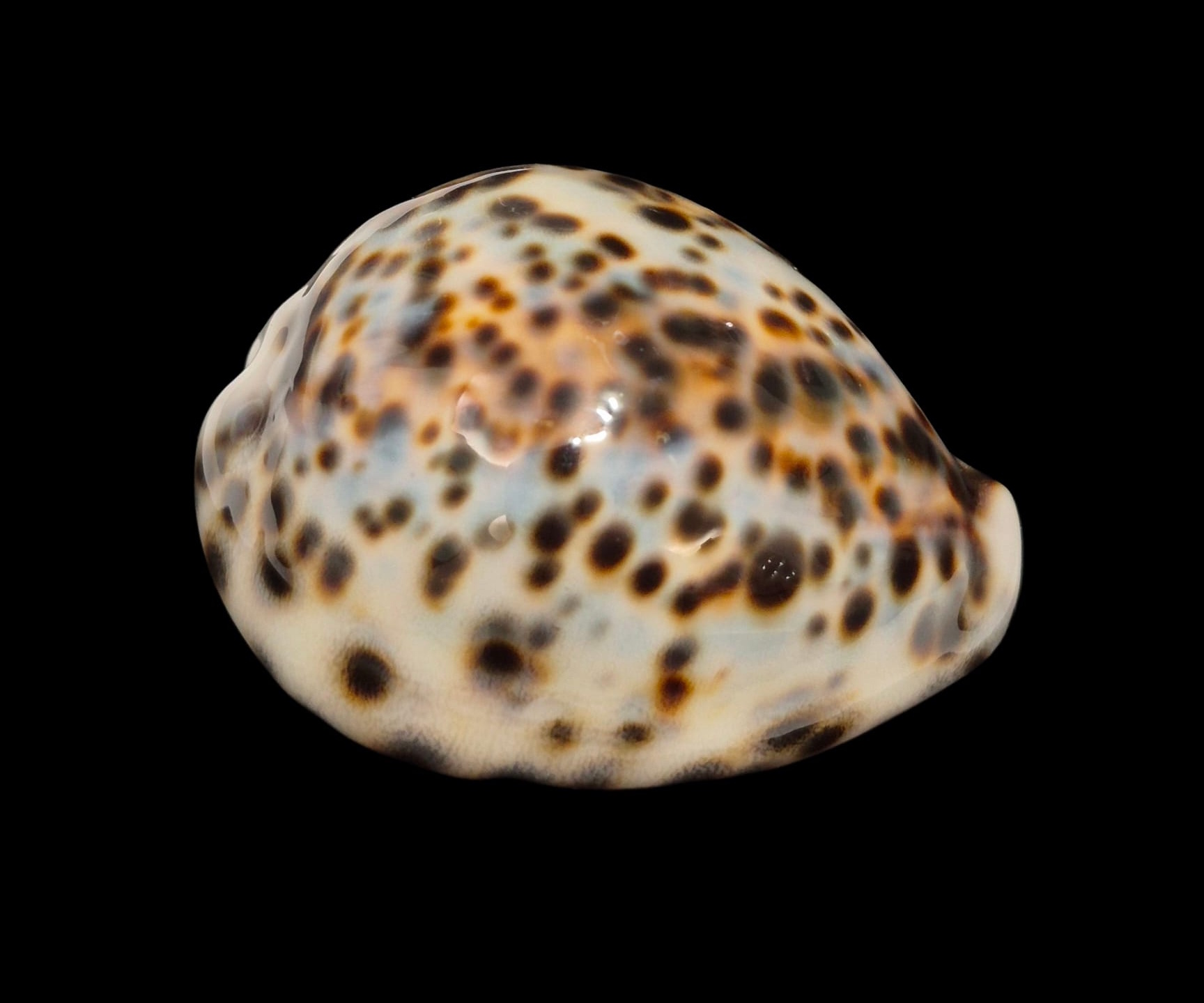 BC220 Cypraea tigris - Image 2