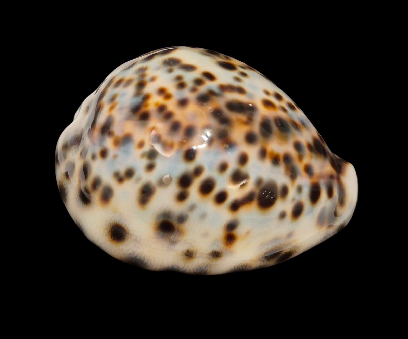 BC220 Cypraea tigris - Image 2