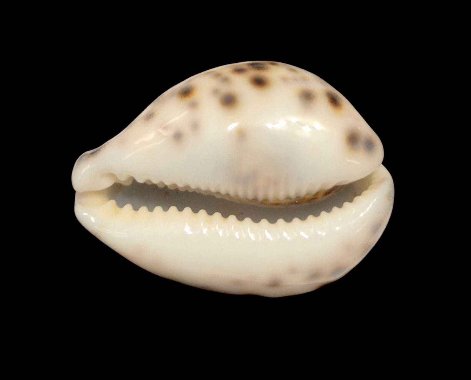 BC220 Cypraea tigris - Image 4