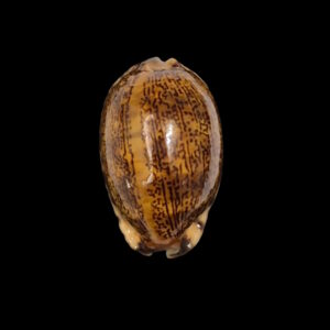 BC222 Mauritia arabica - RUSTY