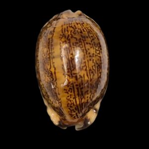 BC222 Mauritia arabica RUSTY