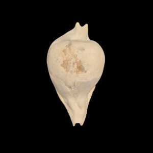 BC221 Umbilia eximia - FOSSIL COWRIE