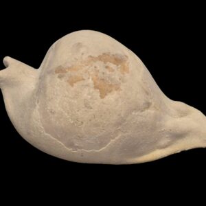 BC221 Umbilia eximia FOSSIL