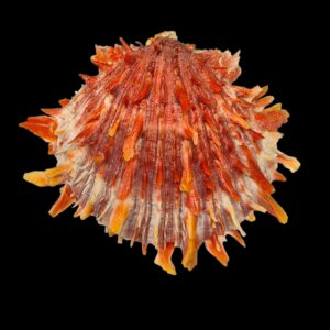 BC214 Spondylus princeps TOP COLOR