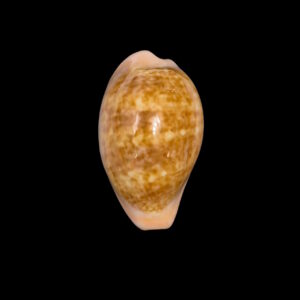 BC223 Zonaria petitiana - LARGE