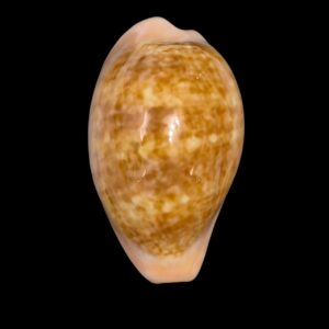 BC223 Zonaria petitiana LARGE