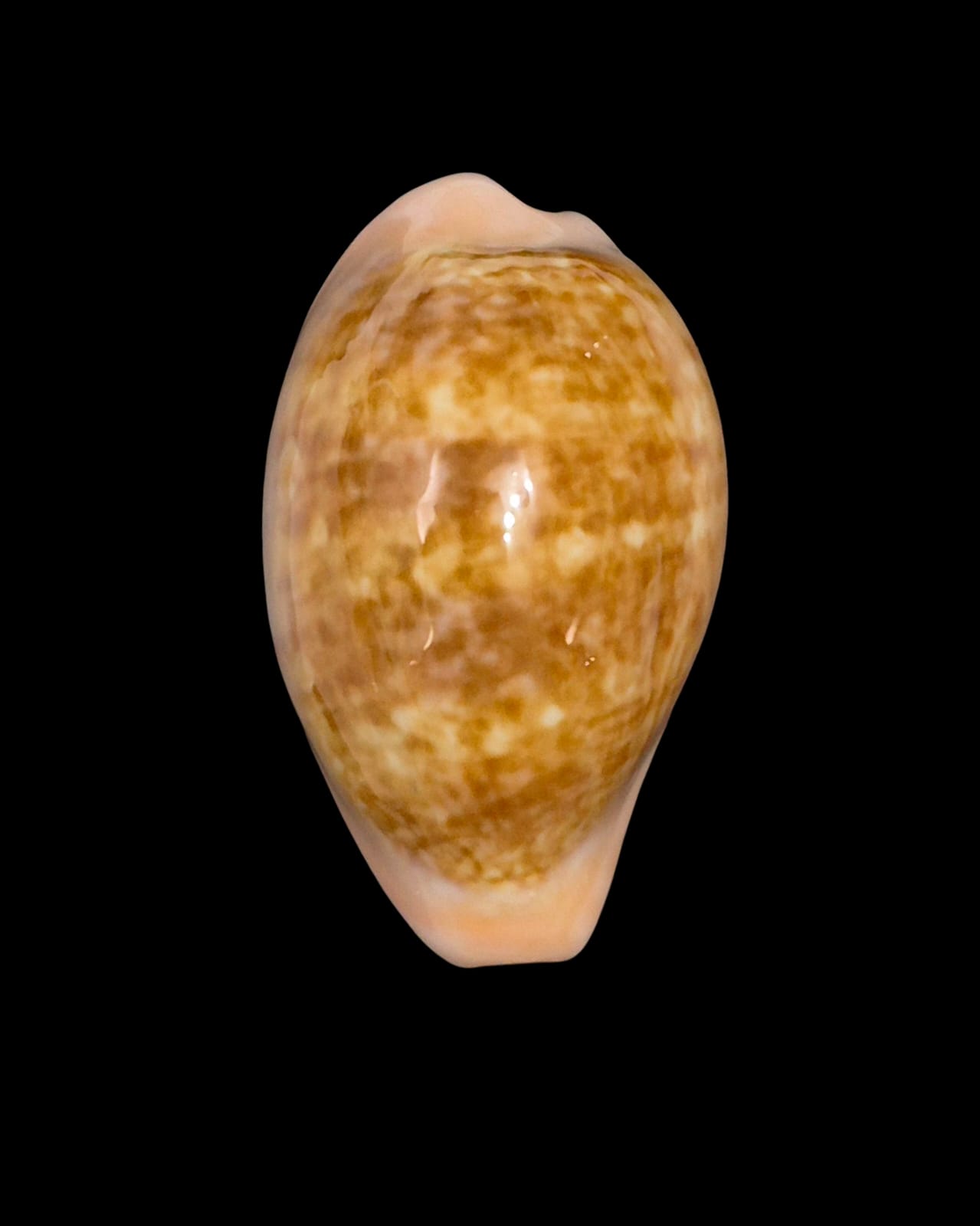 BC223 Zonaria petitiana LARGE